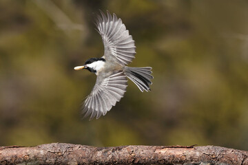 Black capped chickadee perching and flying off perch in forest in early spring © Janet