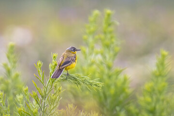 Closeup of a male western yellow wagtail bird Motacilla flava singing