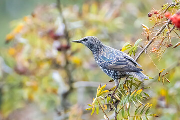 Common starling bird Sturnus vulgaris eating berries fruit