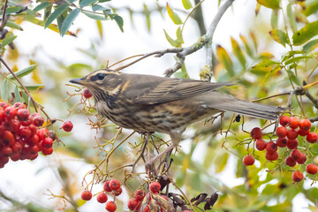 Redwing Turdus iliacus bird eating berries