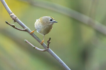 Goldcrest bird, Regulus regulus, foraging through branches of trees and bush