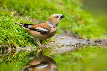 Closeup of a female hawfinch Coccothraustes coccothraustes songbird perched in a forest.