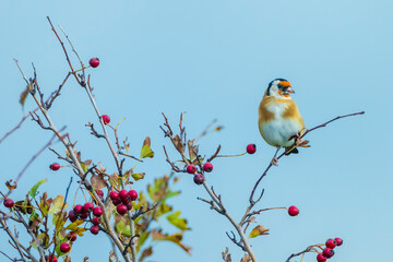 European goldfinch bird, Carduelis carduelis, perched eating seeds during Springtime season