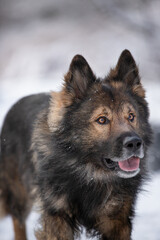 Pies. Zwierzę. Owczarek niemiecki. Rasowy pies. Szkolenie psów. Inteligentne psy. Portrety psów. Zabawa ze zwierzakiem. Słodki pies. Pupil.