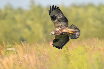 Common buzzard, Buteo Buteo, in flight,