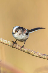 Naklejka premium Closeup of a long-tailed tit or long-tailed bushtit, Aegithalos caudatus, bird foraging in a forest