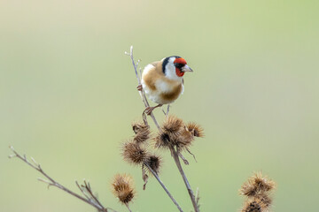 European goldfinch bird, Carduelis carduelis, perched eating seeds during Winter season