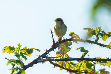 Willow warbler bird, Phylloscopus trochilus