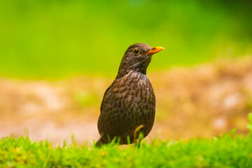Common Blackbird female bird turdus merula perched in a green meadow