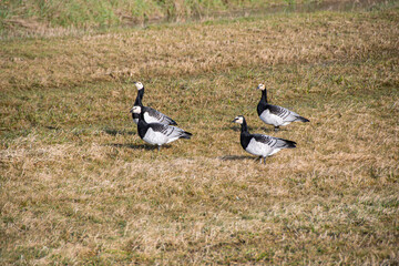 Four barnacle geese in the Leyhörn nature reserve