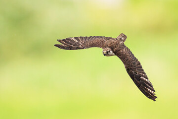 Saker falcon, Falco cherrug, in flight hunting and diving