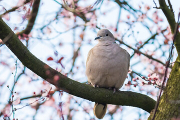 Eurasian collared dove Streptopelia decaocto nesting in a tree