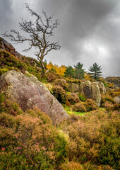 Fototapeta na wymiar Tree on the rocks in Welsh valley 0828
