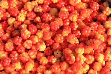 red and yellow berries