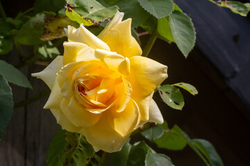 Yellow rose in a garden