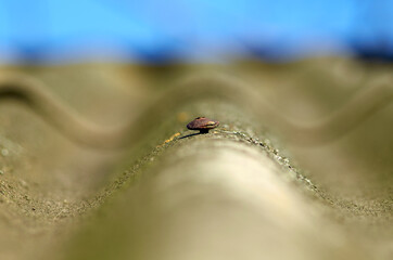 The nail head sticks out of the slate