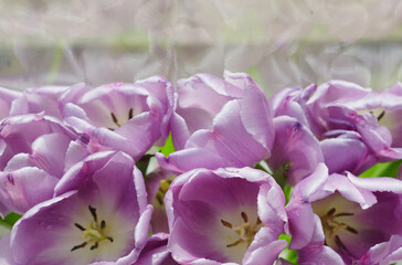 Obraz premium tulips in spring