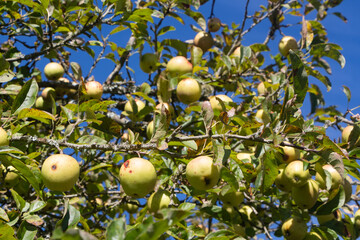 Apples ripening on an apple tree