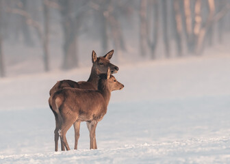Young deer in the snow