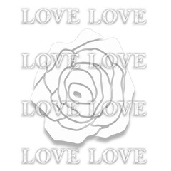 love white rose in shadow
