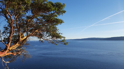 Madrona over Puget Sound