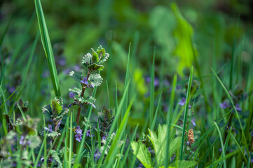 Spring or sommer meadow with grass and wild sage