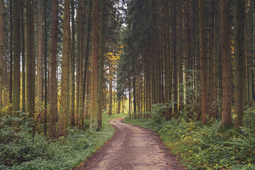 autumn photography of yellow trees and road in bavaria