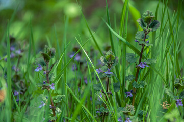 Spring or sommer meadow with grass and wild sage