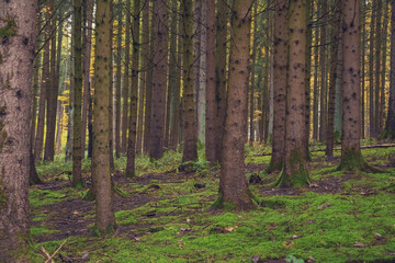 autumn photography of yellow trees in the forest