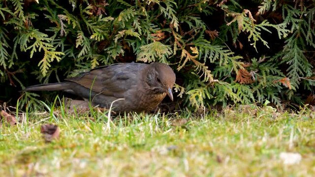 Amsel (Turdus merula) bei Tuyenhecke pickt zur Futtersuche im Rasen