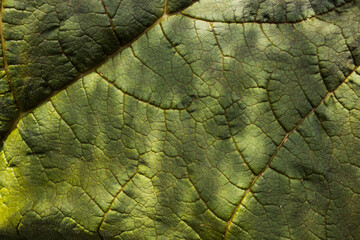 Obraz premium Background image of a leaf of a tree close up.