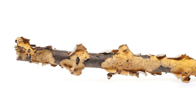 Dry tree branch with moss and lichen isolated on white background - Powered by Adobe