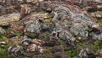 Trametes versicolor and green moss background and texture