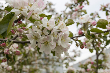 Apple tree blossoms with green leaves Spring flowers on green nature background.