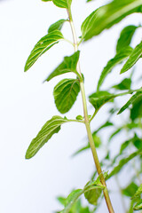 Obraz premium Venas de hojas de hierbabuena