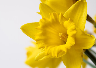 yellow narcissus