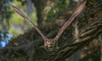 great horned owl adult (bubo virginianus) flying towards camera from oak tree, yellow eyes fixed on camera, wings spread apart, bokeh background