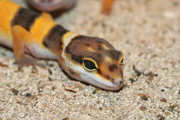 Closeup of a colorful strain of the  common leopard gecko,  Eublepharis macularius