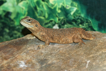 Closeup of Xenagama taylori or the dwarf shield-tailed, Taylor's strange or turnip-tailed agama