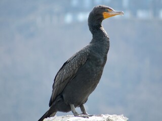 A Double-crested Cormorant 