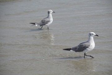 seagull on the beach