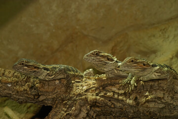 Closeup of 3 Pogona vitticeps, Bearded dragon on a row