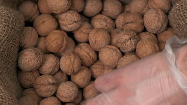 a hand in a protective rubber glove searches among the walnuts for one rotten one, finds it, and takes it out