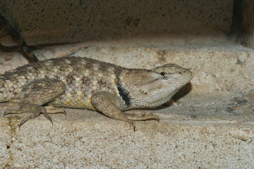 Closeup of the  desert spiny lizard, Sceloporus magister