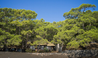 Fototapeta na wymiar Wooden villa in a beautiful pine forest.