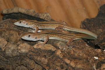 Closeup of the black striped  rainbow whiptail ,Cnemidophorus lemniscatus