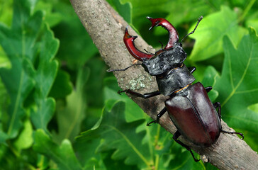 stag beetle on a branch in an oak forest after rain - obrazy, fototapety, plakaty