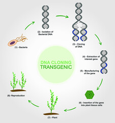 Formation of a transgenic plant  - obrazy, fototapety, plakaty