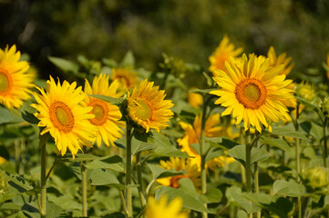 Sunflower field with beautiful blooming flowers