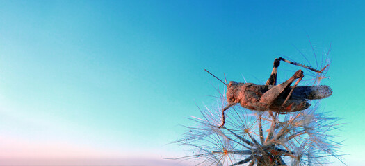 Sunrise. grasshopper sitting on a dandelion in water drops at sunrise. copy space. dancing grasshopper   